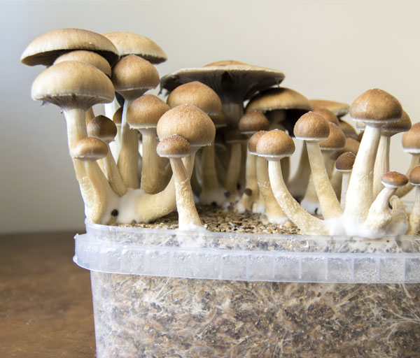 Magic Mushroom Grow Kits